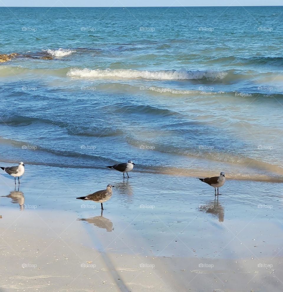 birds and sea