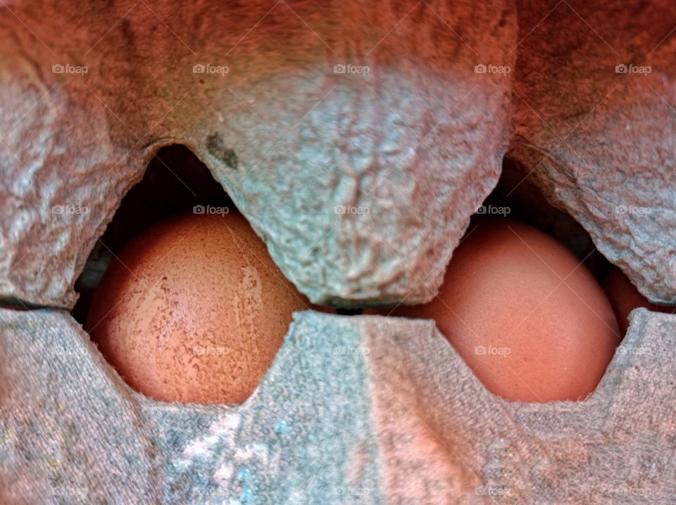 Two eggs in the carton