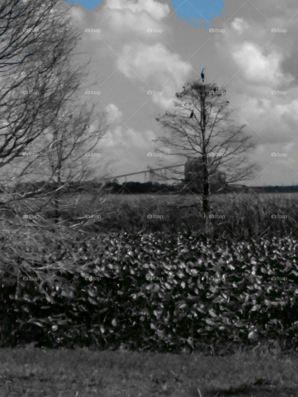 The Darkness in beauty