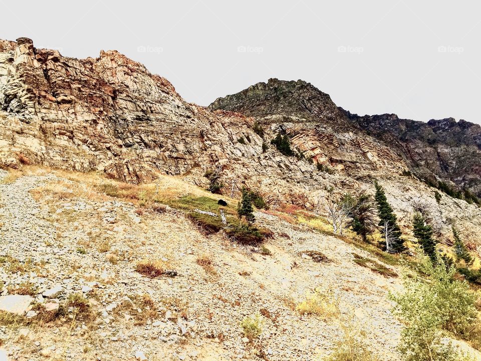 Grizzly bear sightings on the mountains in glacier national park Montana 