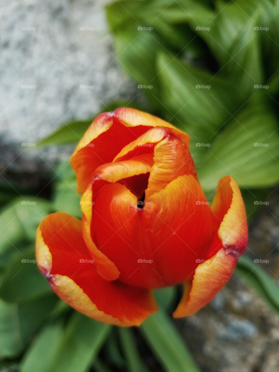 Orange and yellow Tulip from above