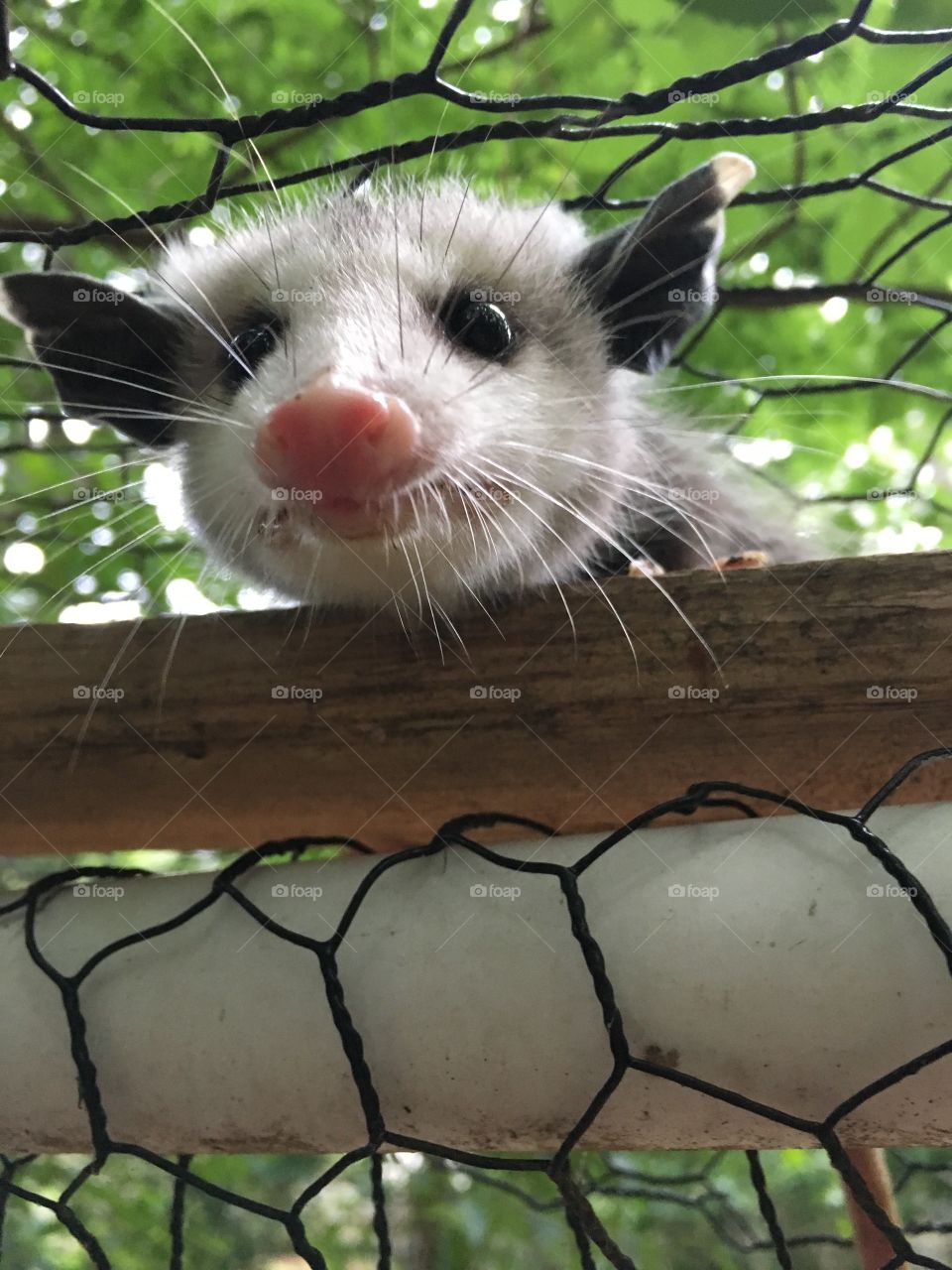 Young opossum 
