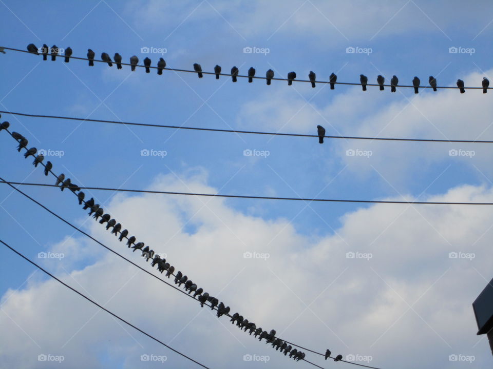 Birds on the Wires. Many birds side by side on hydro wires