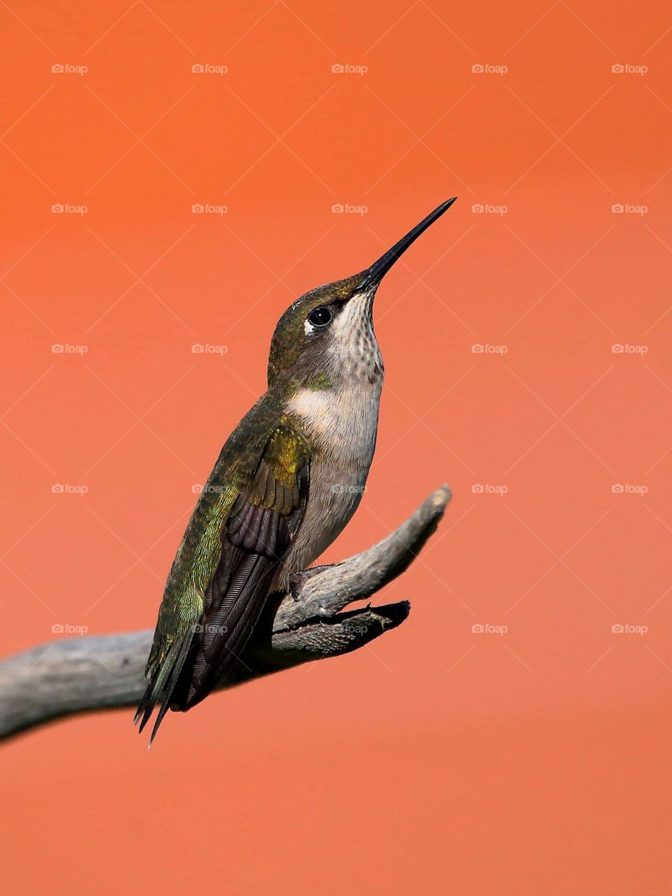 hummingbird