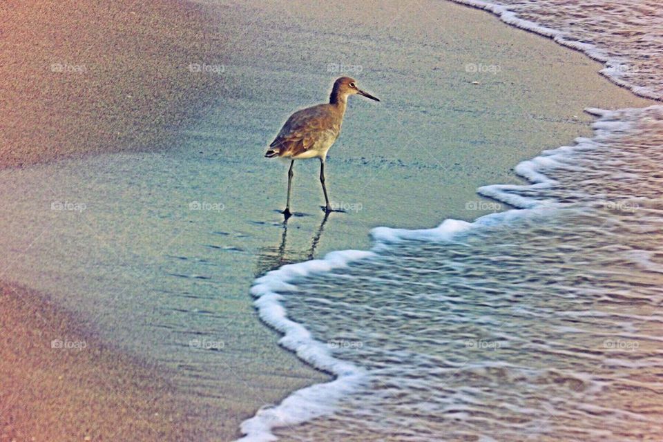 Shore bird