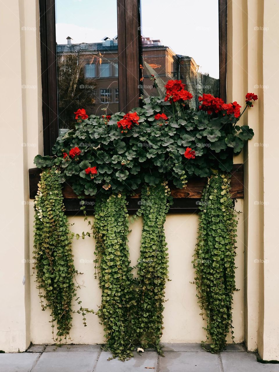 Beautiful red flowers on a window