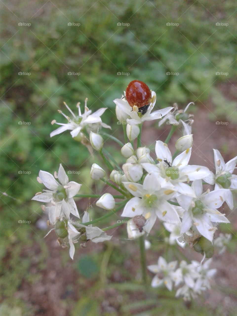 Flowers and ladybug