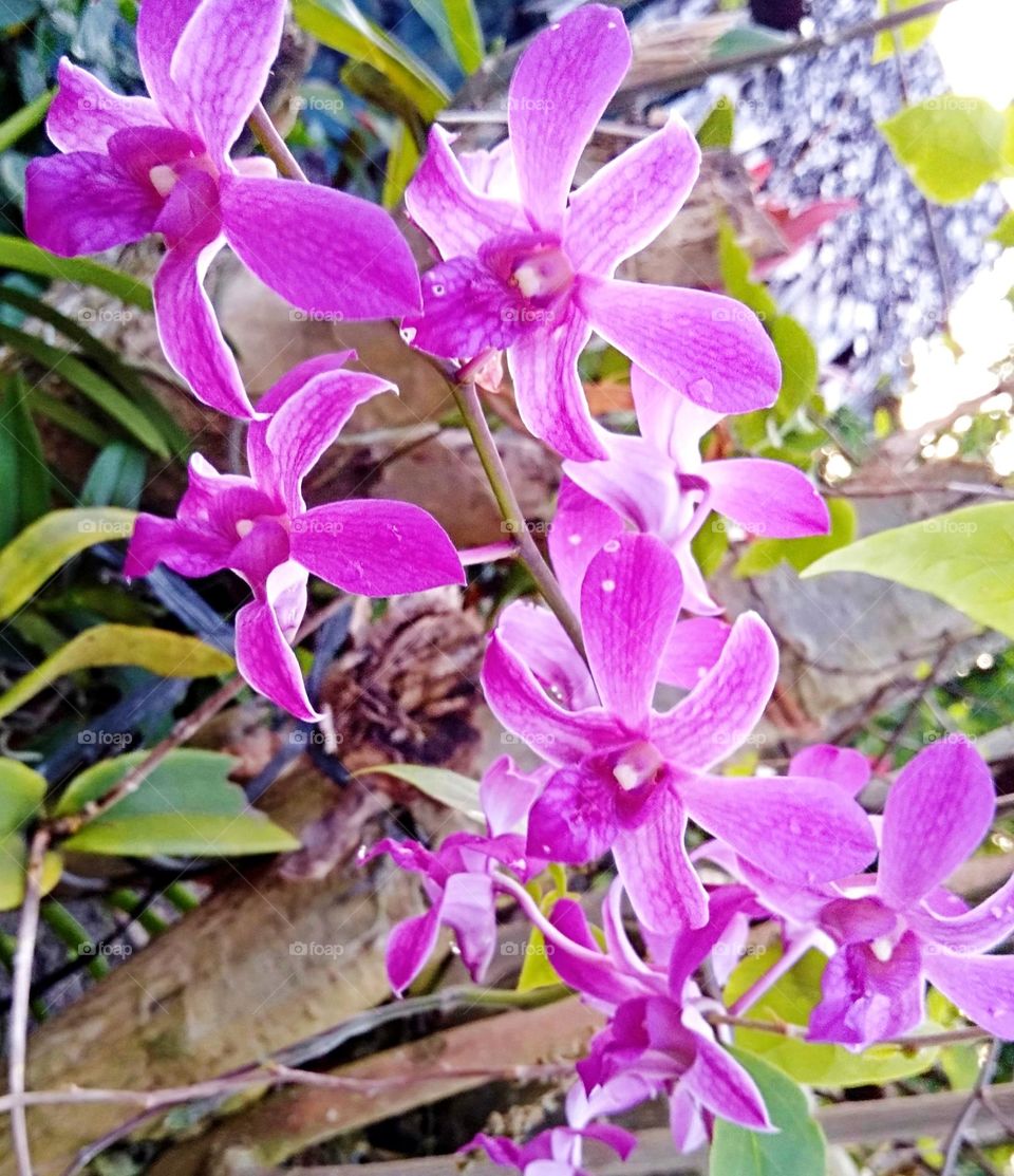 Blooming Lavender Vanda Orchids close-up shot.