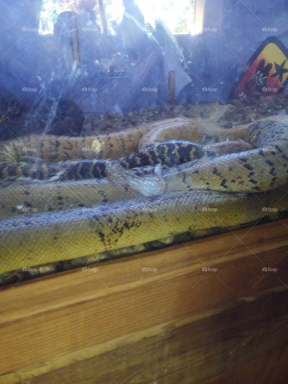 the picture of a kind show you never see this a great big snack this picture was taken at the zoo.