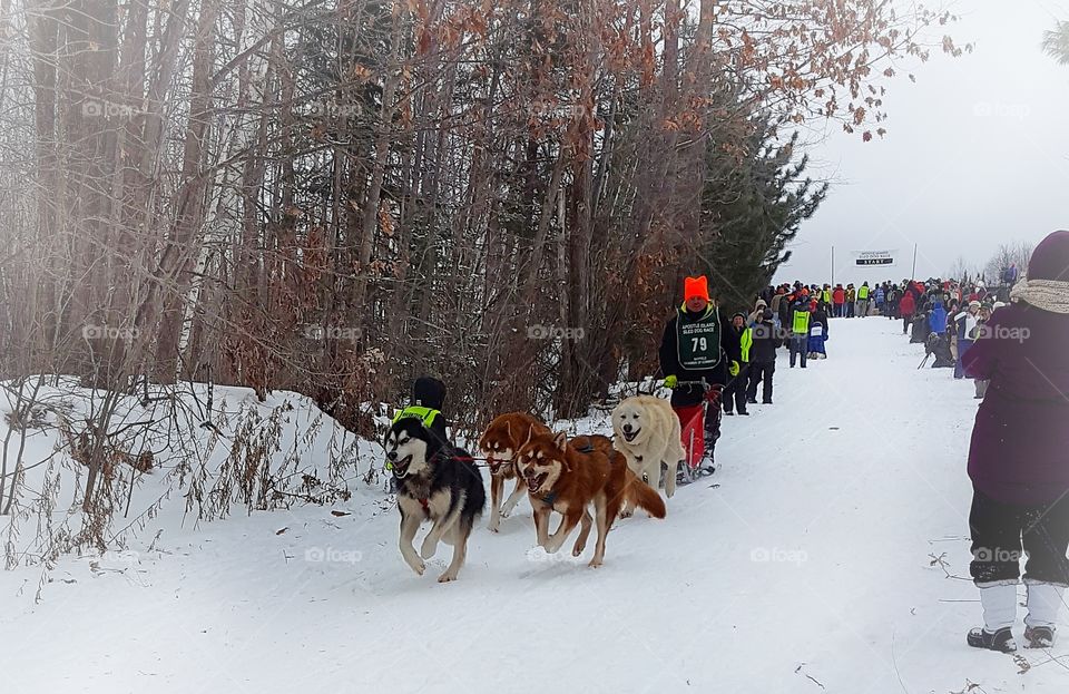 Dogsled racing