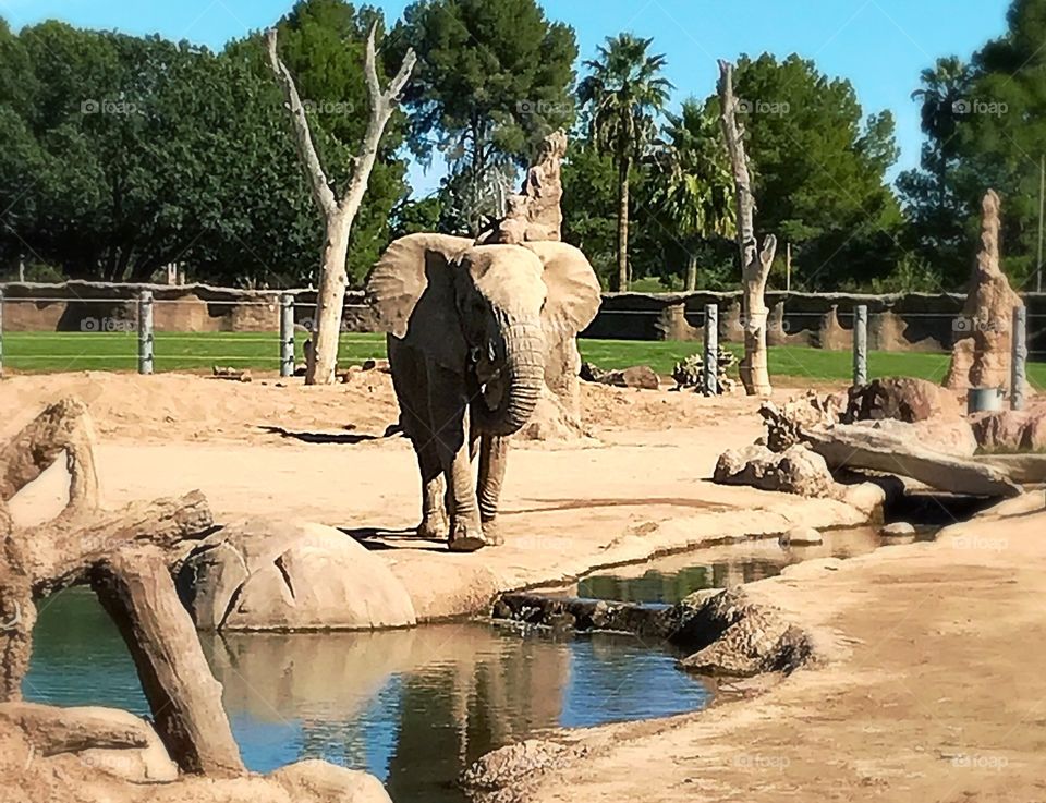 Elephant 