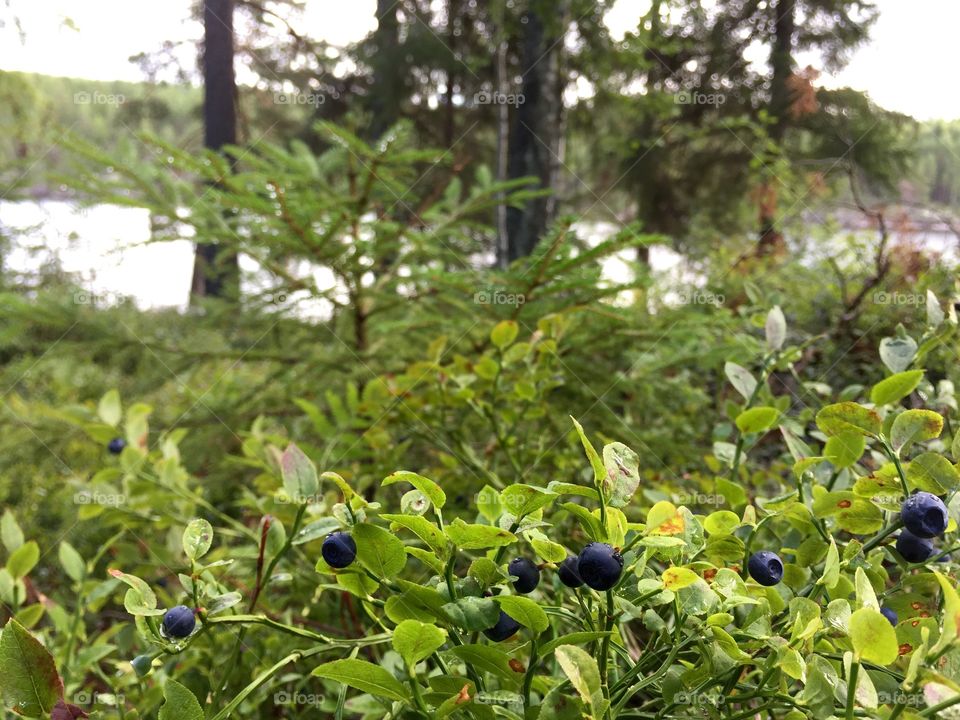 Blueberries in Sweden