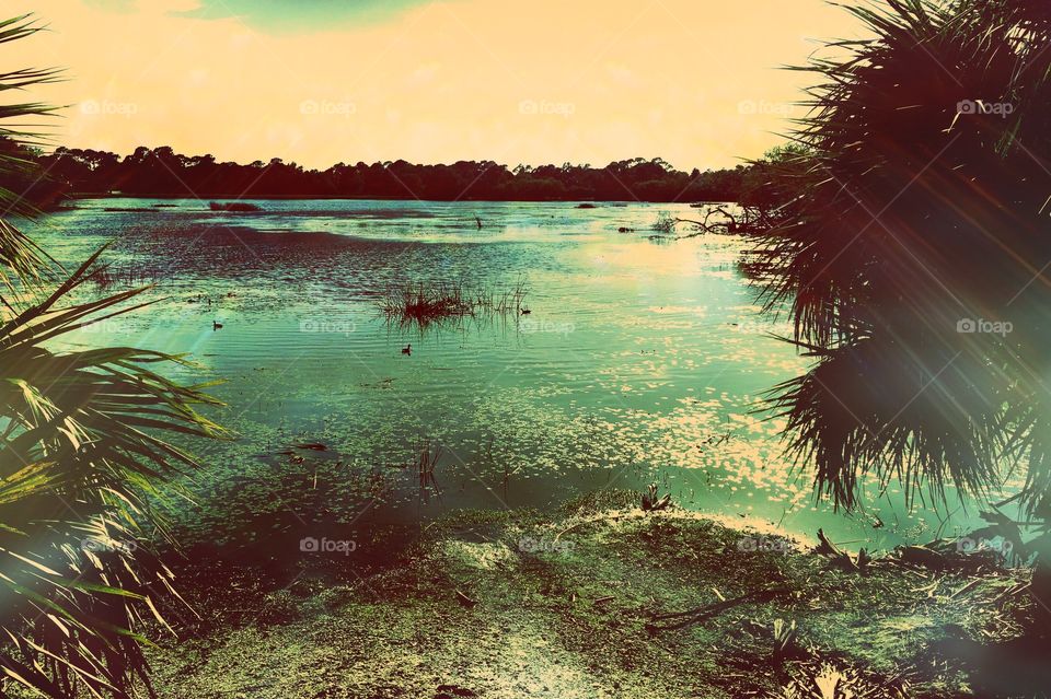 Tropical lake view
