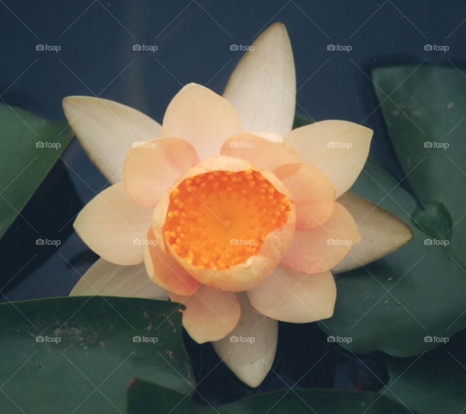 Peach colored waterlily