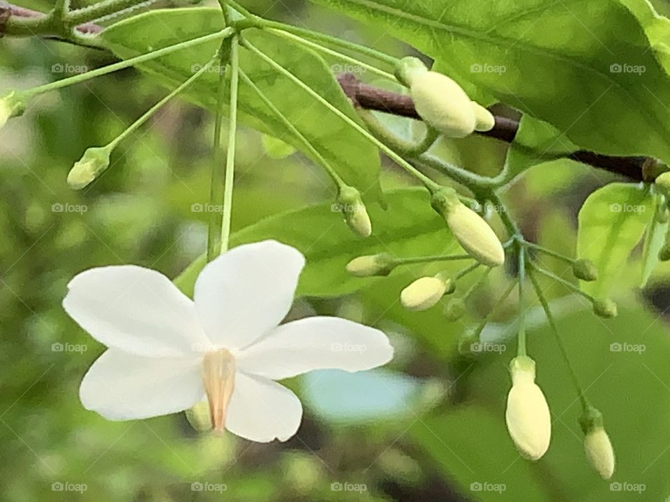 Plants around us.