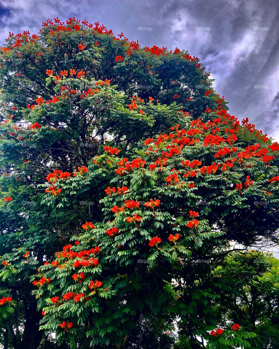 🇺🇸 Very beautiful flowers to beautify the landscape.  How not to be inspired by nature? / 🇧🇷 Flores muito bonitas para embelezar a paisagem. Como não se inspirar com a natureza?