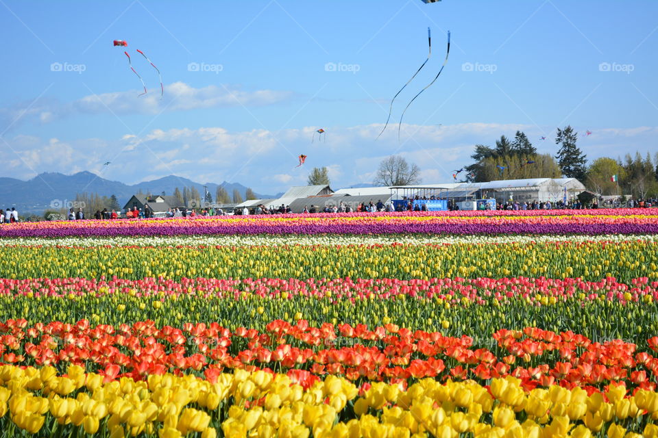 Tulip farm