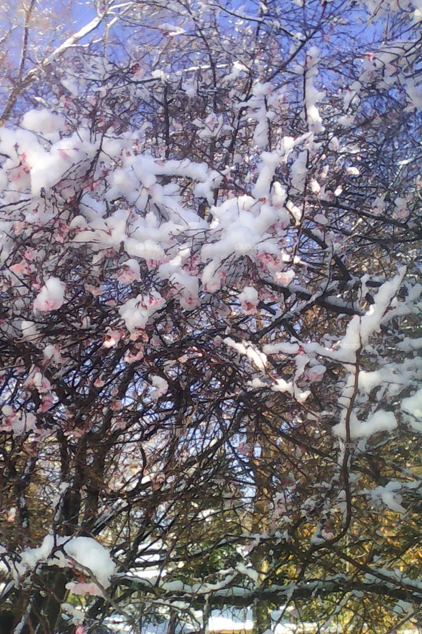 Cherry Blossoms in the Snow