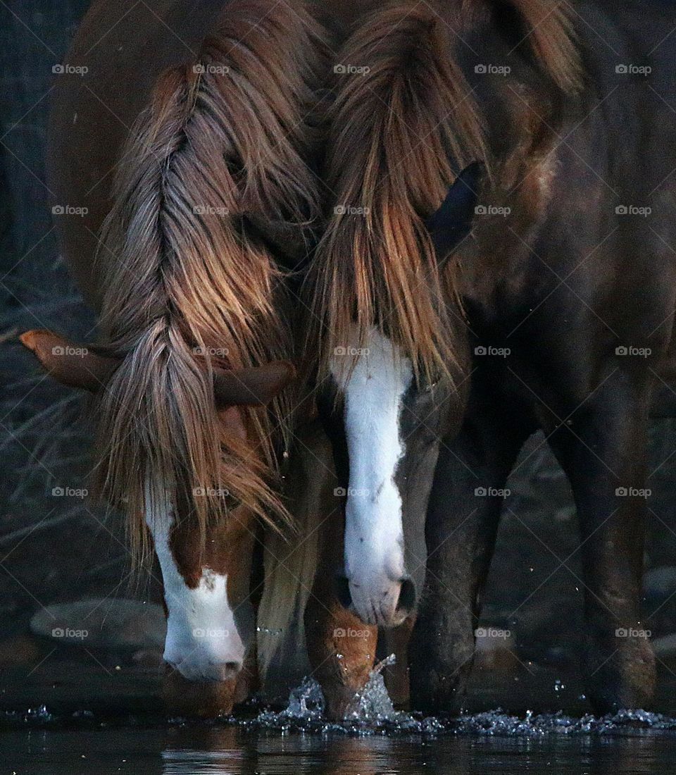 Wild Stallions at the River