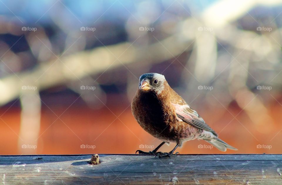 Bird perching on wood material