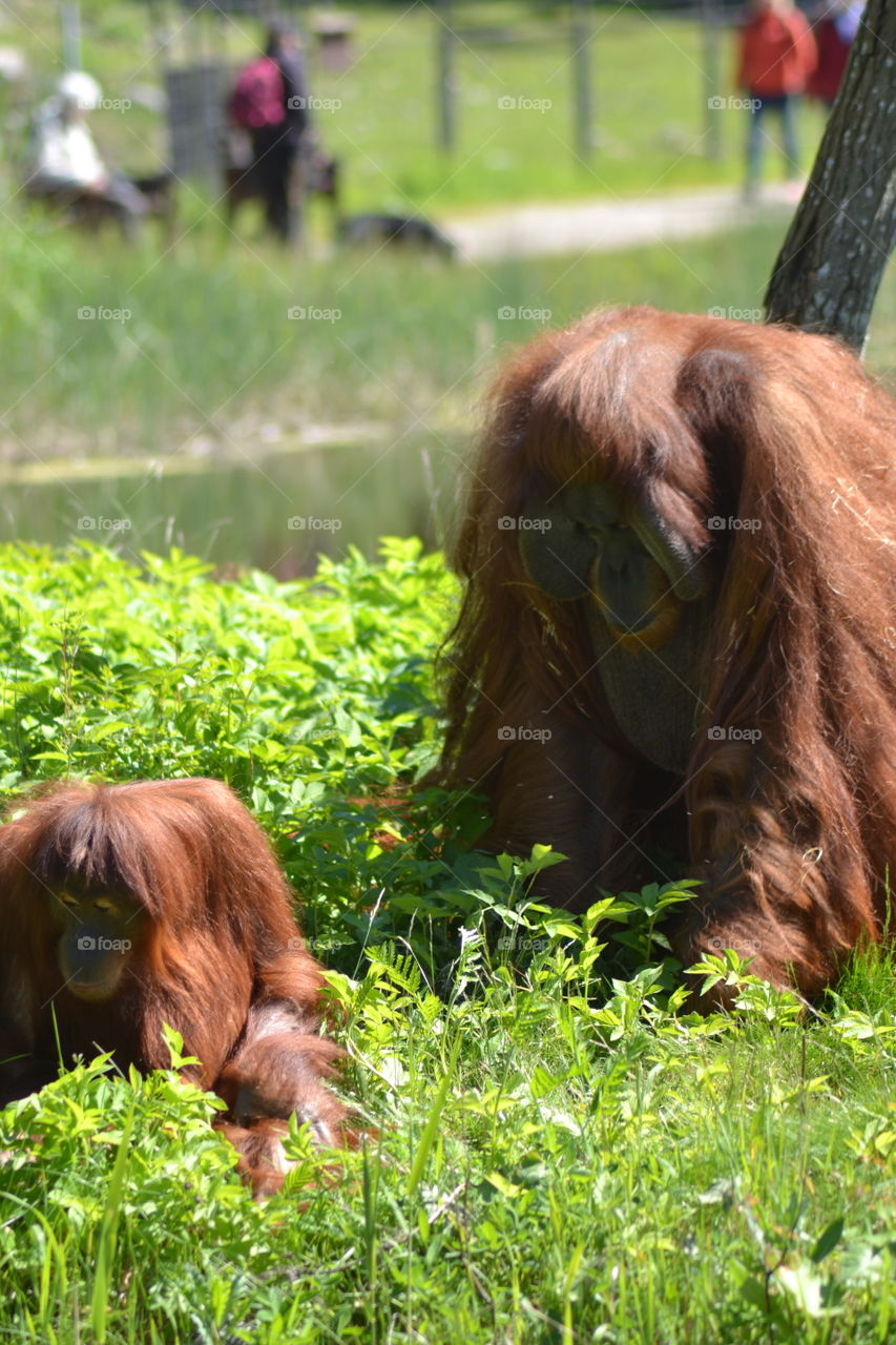 orangutang
