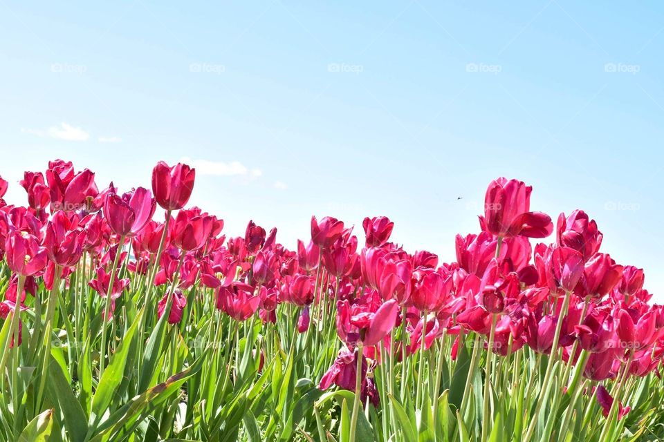 Tulip Valley!