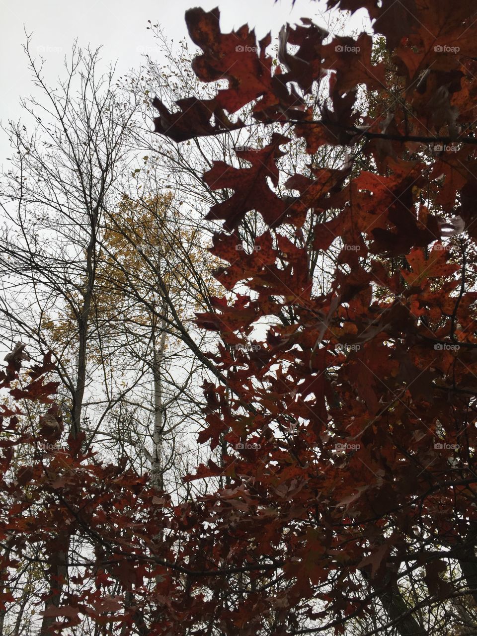 The leaves of an oak tree