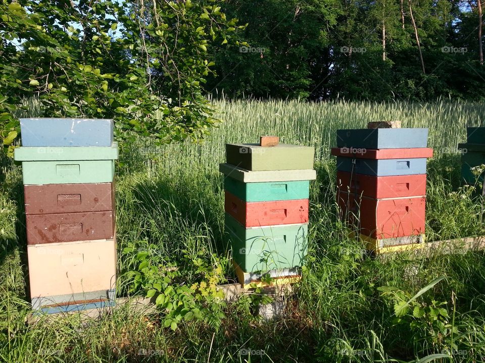 Beehives 
