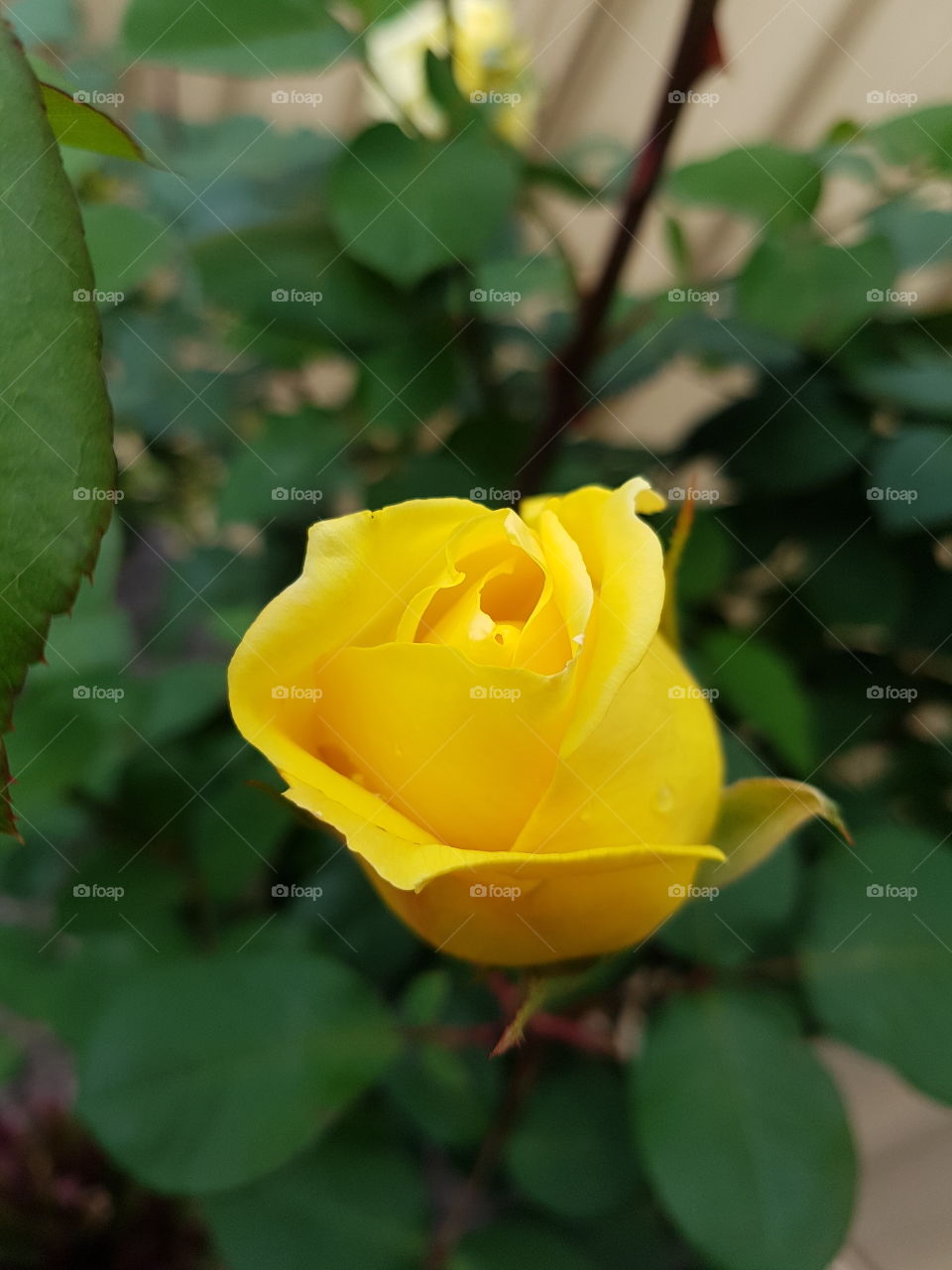 yellow rose