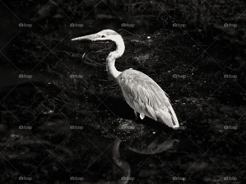 Heron