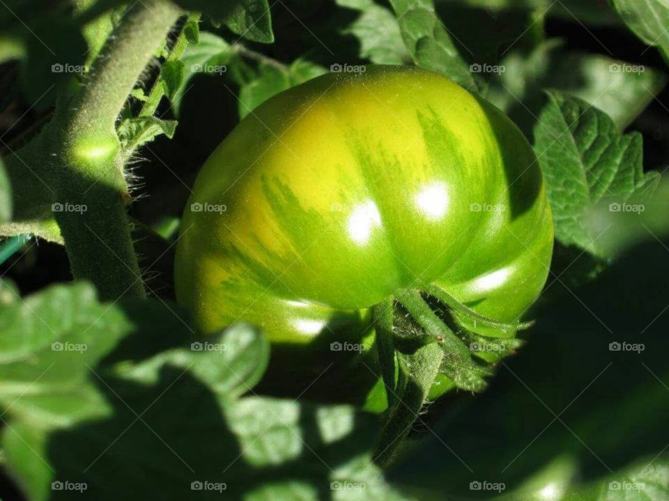 Beautiful tomato ripenning on the vine in the sunshine.