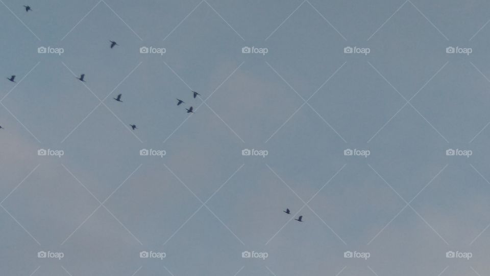 the lovely beautiful birds in sky