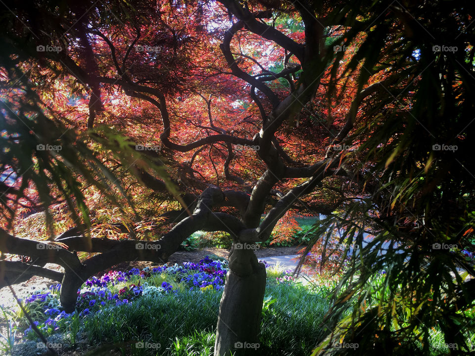 View from underneath the vivid canopy of a Japanese maple tree illuminated by the sunlight in the park area of downtown Raleigh North Carolina. 