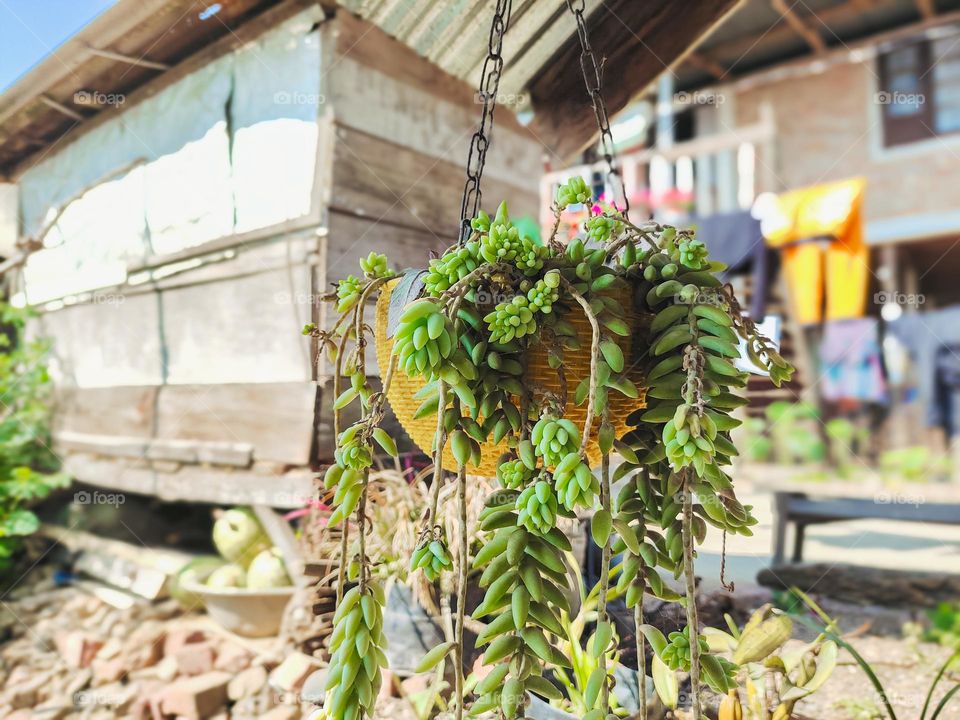 Burro's tail plant hanging