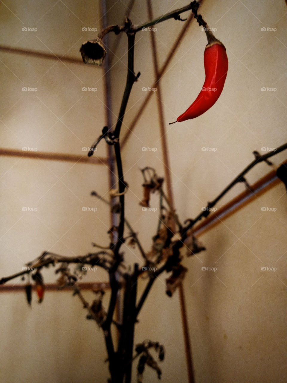 Dried bush and red pepper on it