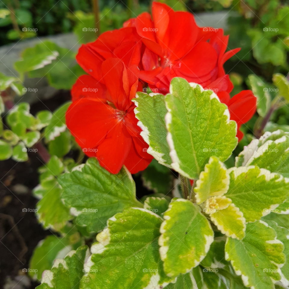 red flower beauty