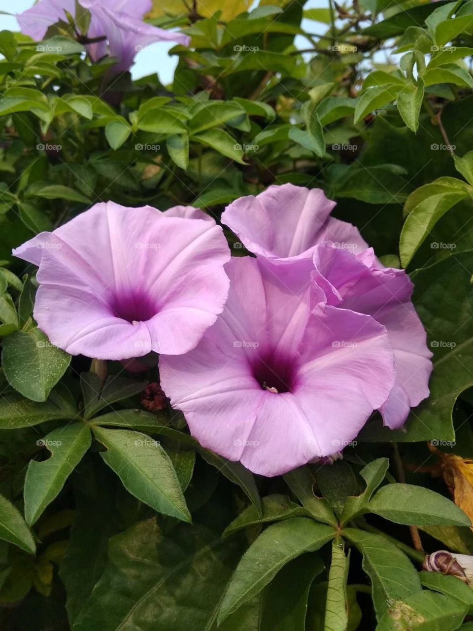 purple flowers in the garden