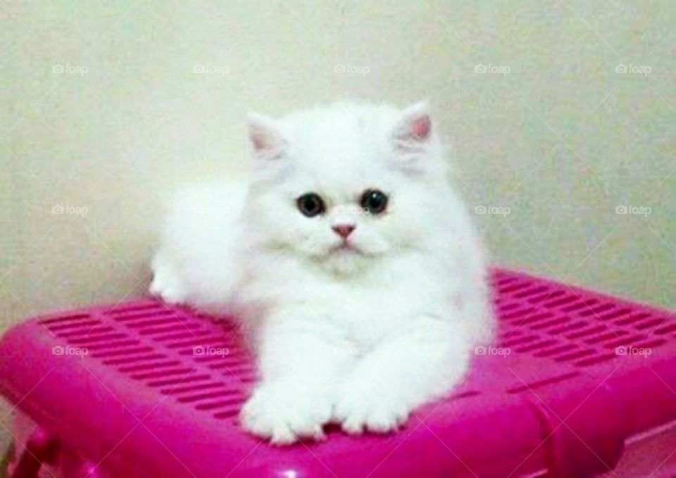 White Cat