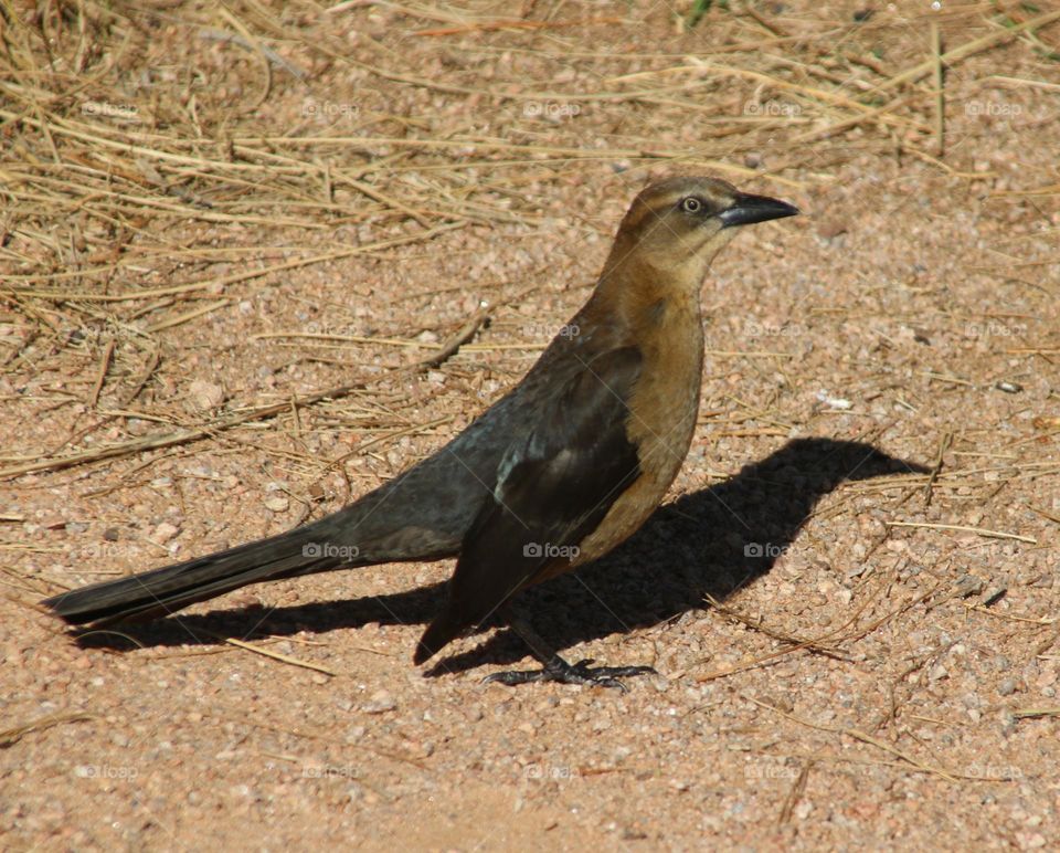 Grackle Searching for Food