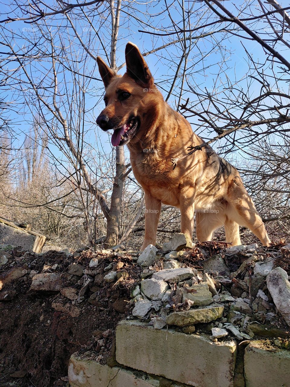 my dog ​​is in the wreck