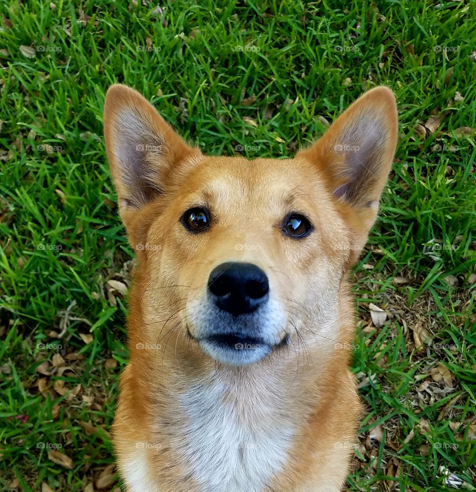 Bella Shiba Inu Sheltie mix