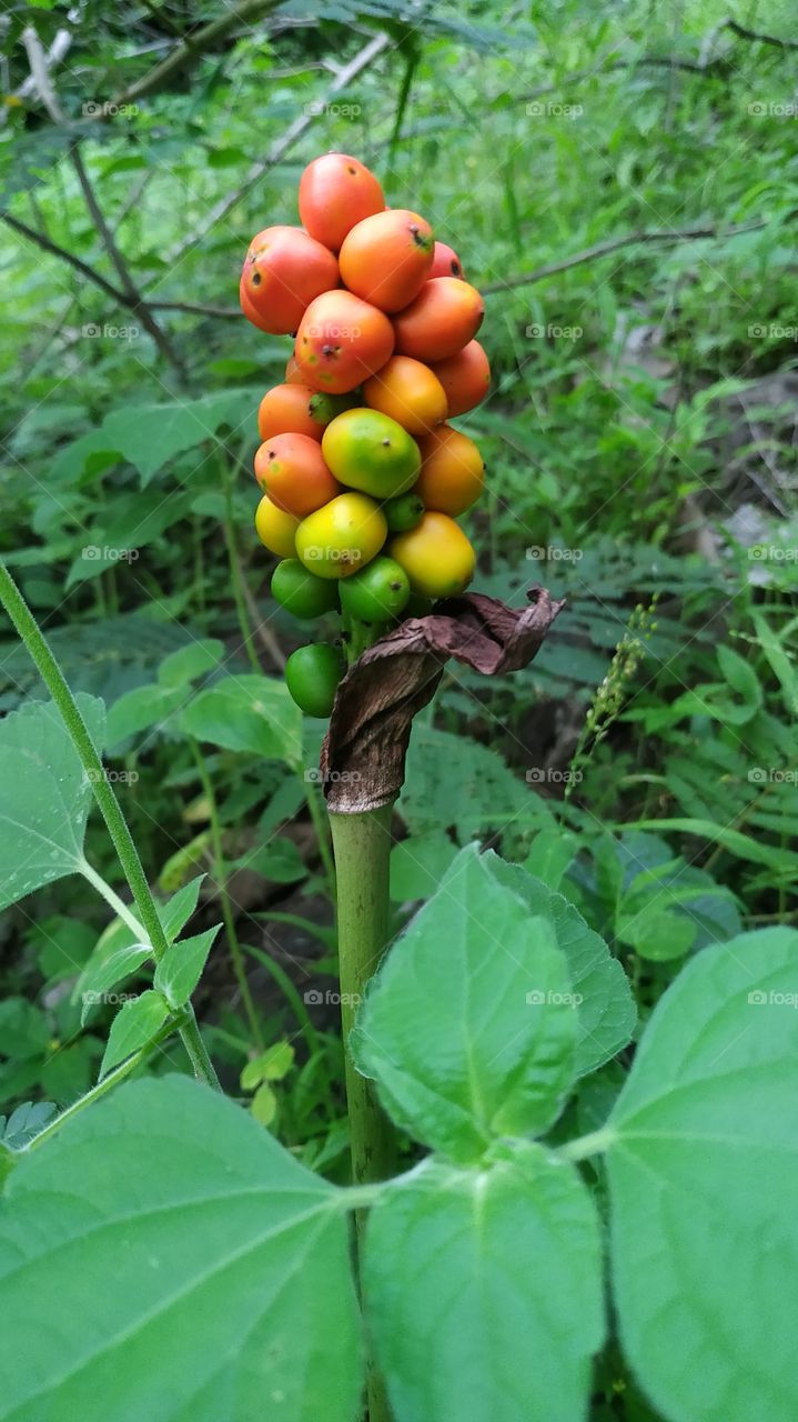 Wild berries : red, yellow, green round shaped fruits