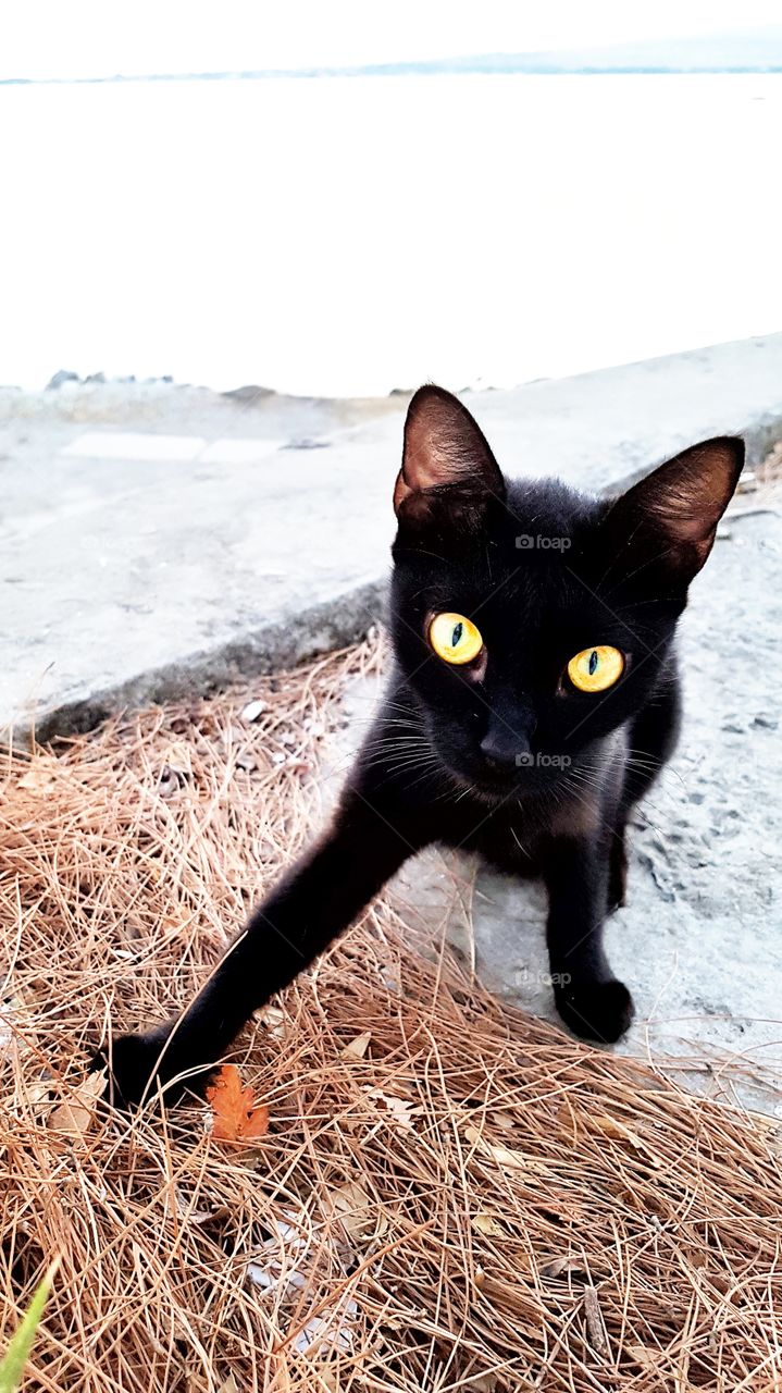 black cat yellow eyes