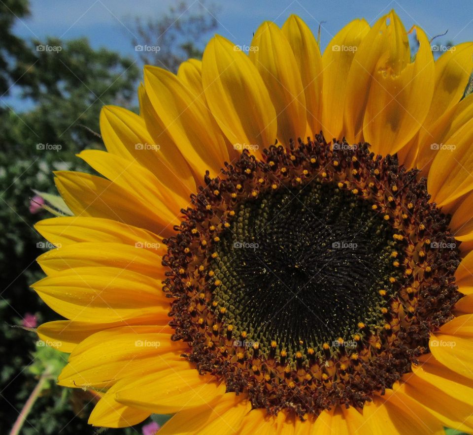 Yellow sunflower