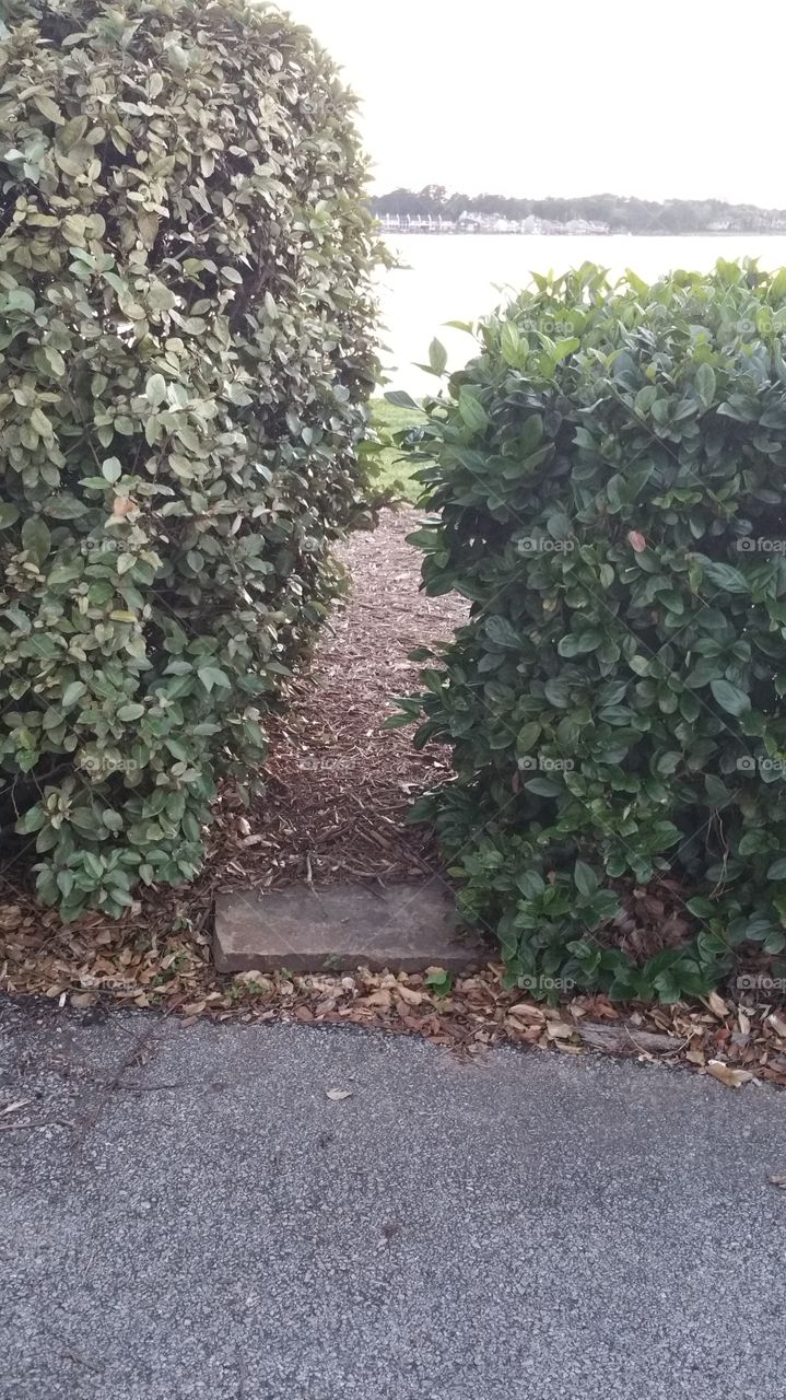 Path through bushes