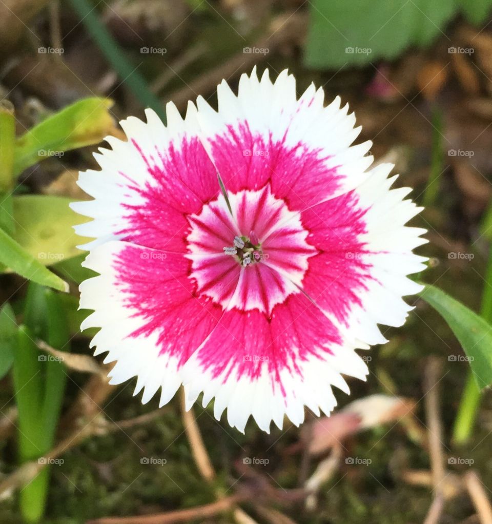 Pink and White Flower