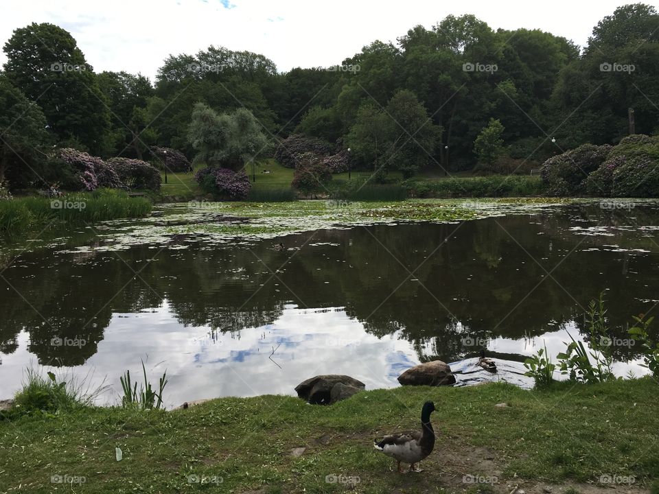 Pond in Gothenburg 
