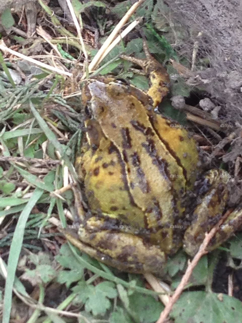 Frog 