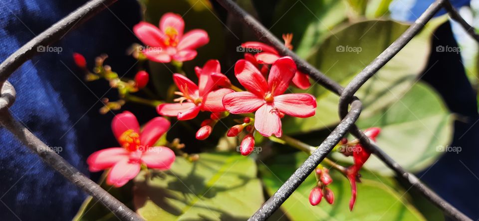 Natural Flower, Beautiful flowers Plant