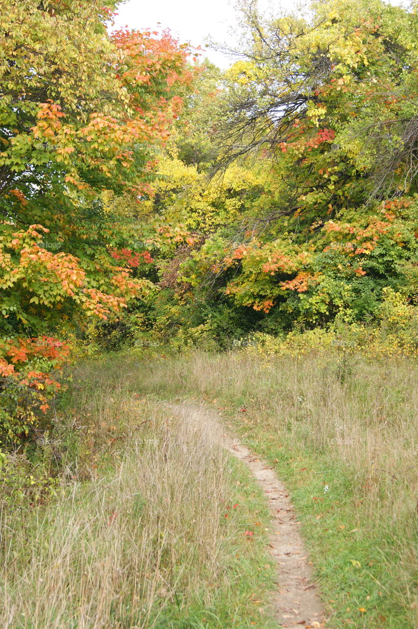 Nature, Leaf, Fall, Landscape, Tree